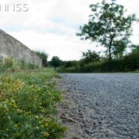 Pineappleweed